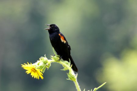 Red-winged blackbird on a sunflower photo