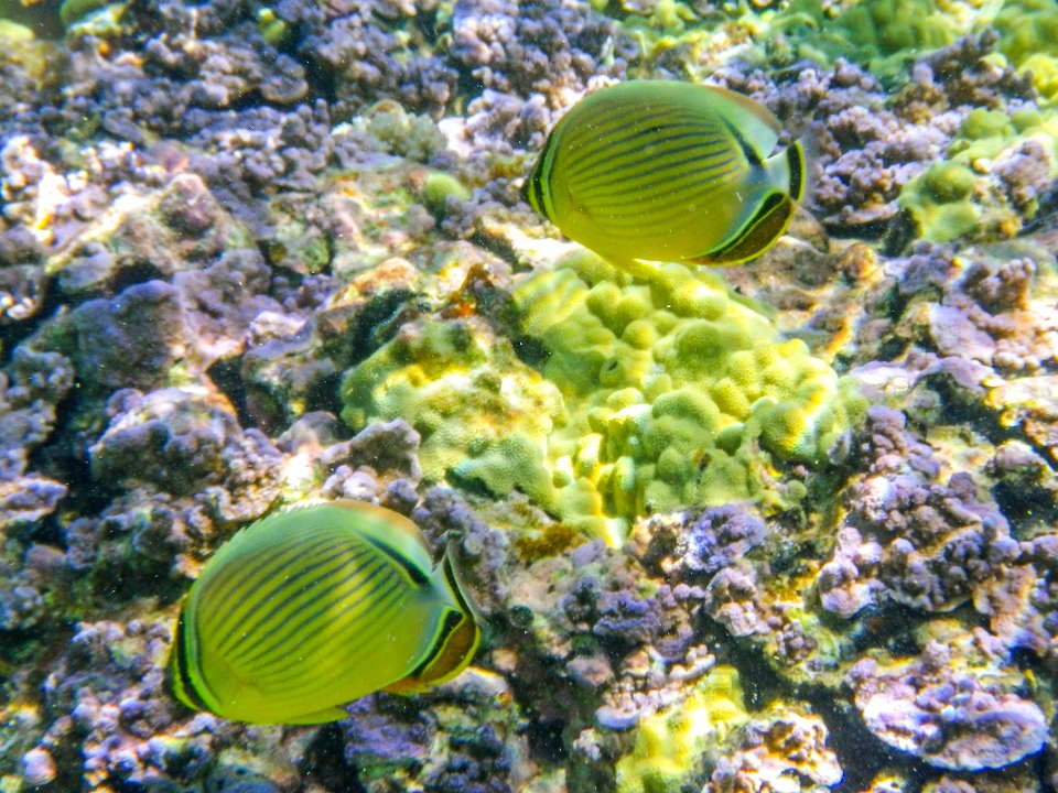 Two oval butterflyfish (Chaetodon lunulatus) swim through Midway's fringing reef