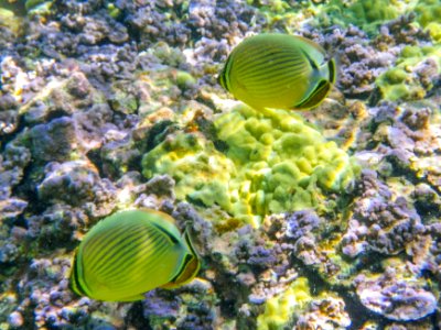 Two oval butterflyfish (Chaetodon lunulatus) swim through Midway's fringing reef