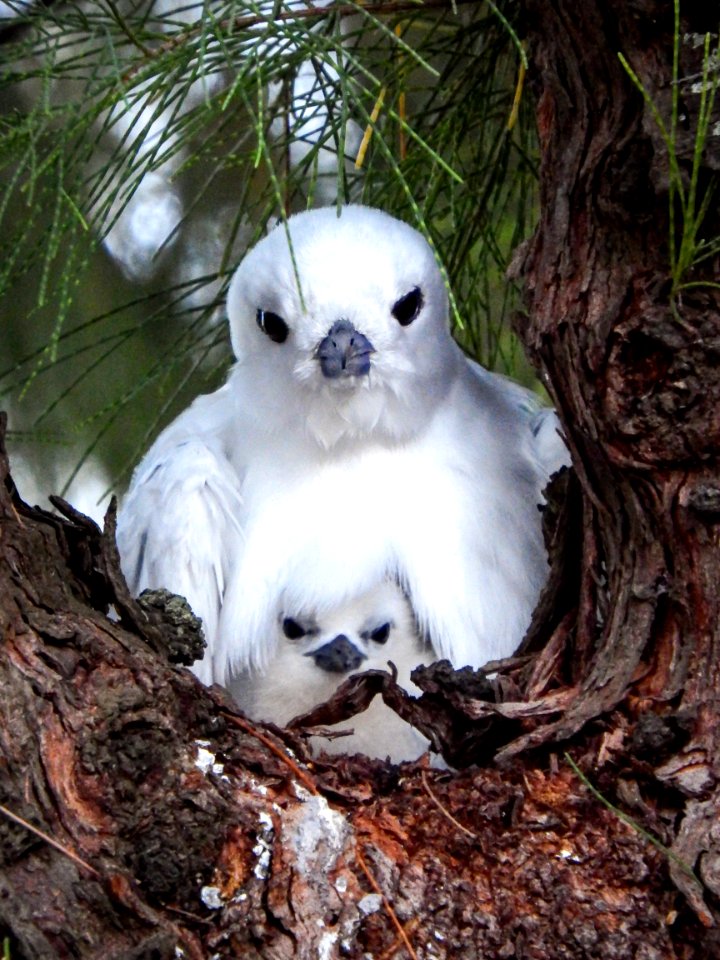 A mother white tern (Gygis alba) and her chick, conveniently located on my walk to the Clipper House dining hall
