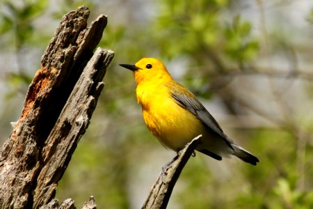Prothonatary Warbler (2)