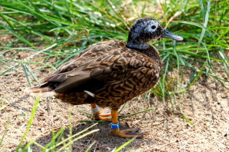 An elderly male Laysan duck (Anas laysanensis) with a blue leg band