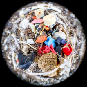 An albatross carcass bursts with plastic photo