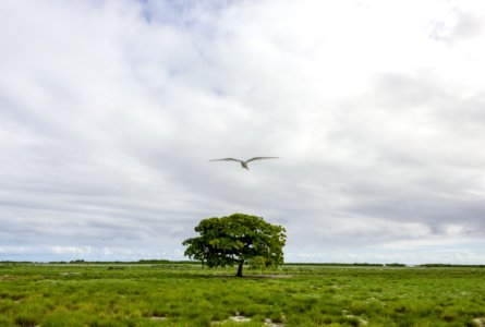 A white tern (Gygis alba) approaches from the lone tree on the airfield