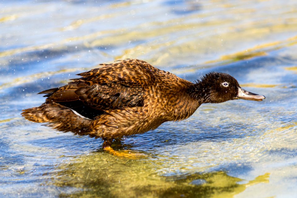 A juvenile Laysan duck (Anas laysanensis) bathes at Catchment