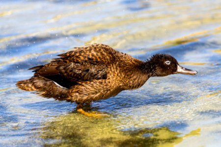 A juvenile Laysan duck (Anas laysanensis) bathes at Catchment photo