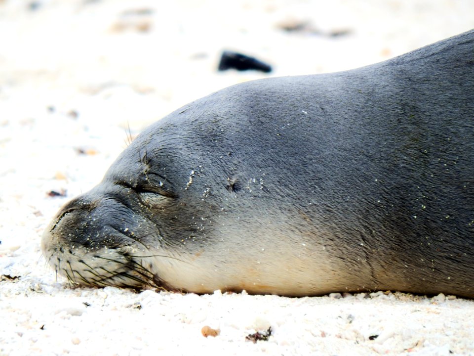 A Hawaiian monk seal (Neomonachus schauinslandi) rests on the beach. Photo taken from a distance of at least 50 feet.