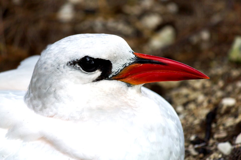 A red-tailed tropicbird (Phaethon rubricauda) sits on its nest