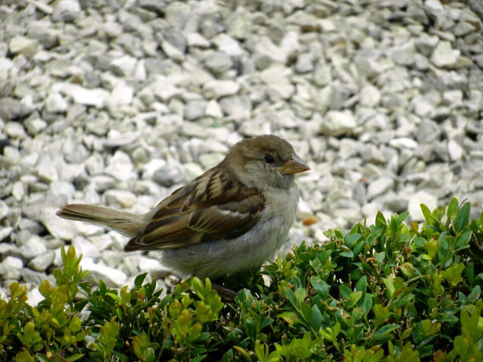 Park nature animals