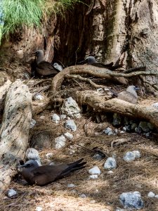 Several brown noddy (Anous stolidus) nests photo