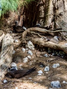 Several brown noddy (Anous stolidus) nests