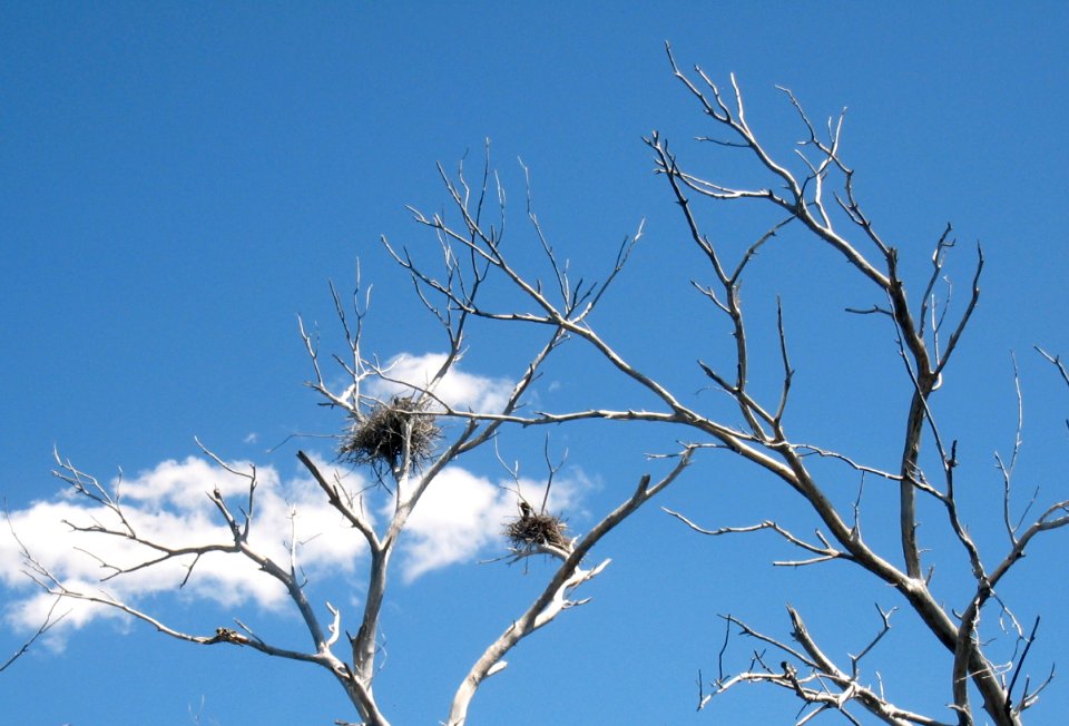 Nest in the Sky