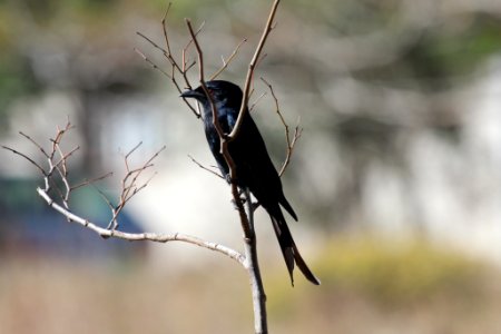Dicrurus adsimilis 1