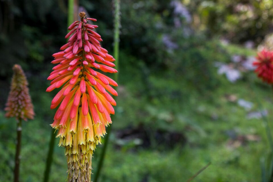 Red hot poker torch lily plant