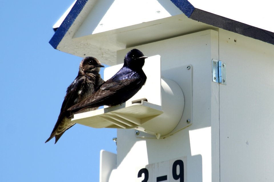 Purple Martin Pair