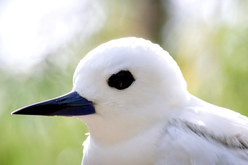 Close-up of a white tern (Gygis alba)