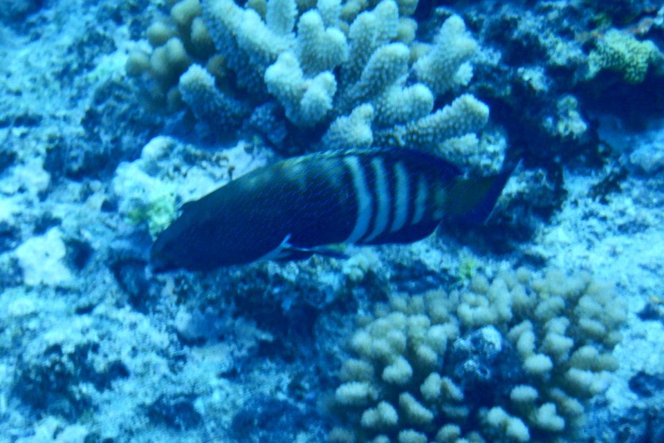 Cephalopholis argus 1