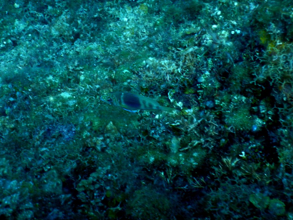 Hypoplectrus puella 1