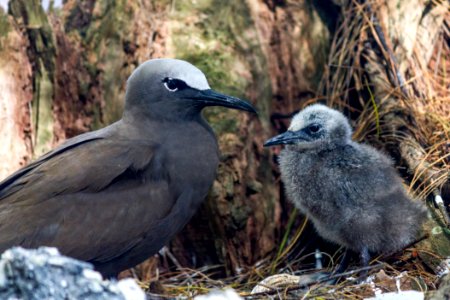 A brown noddy (Anous stolidus) and its chick