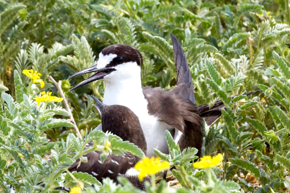 A sooty tern (Onychoprion fuscatus) chick begs for food