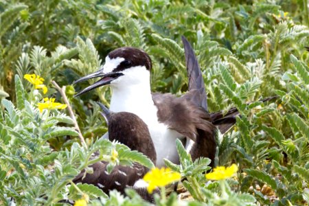 A sooty tern (Onychoprion fuscatus) chick begs for food