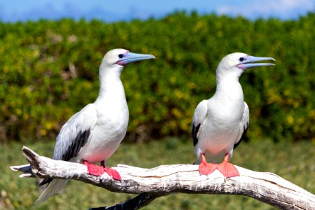 Two adult red-footed boobies (Sula sula) perch on a dead branch photo