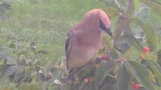 Cedar Waxwing by Terri Banki