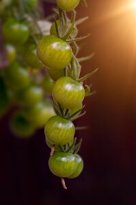 Immature food crop