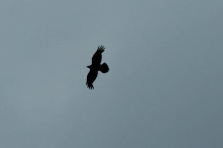 Raven silhouette photo