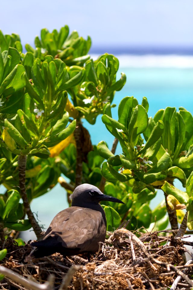 A brown noddy (Anous stolidus) sits on its nest
