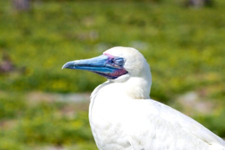A sleepy adult red-footed booby (Sula sula) photo