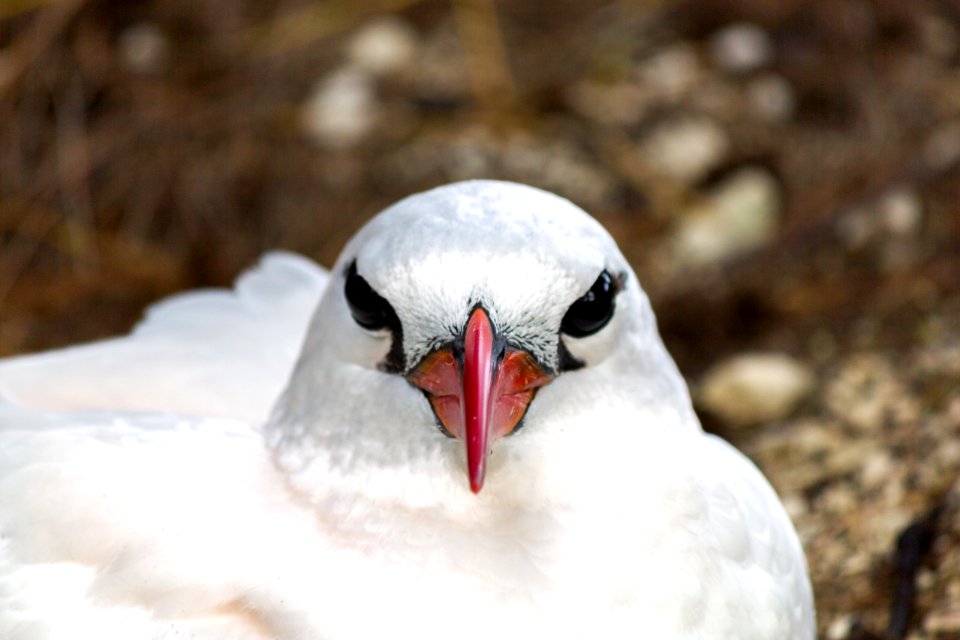 A red-tailed tropicbird (Phaethon rubricauda) sits on its nest