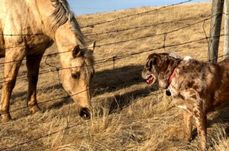 Does That Grass Stuff Really Taste Good?