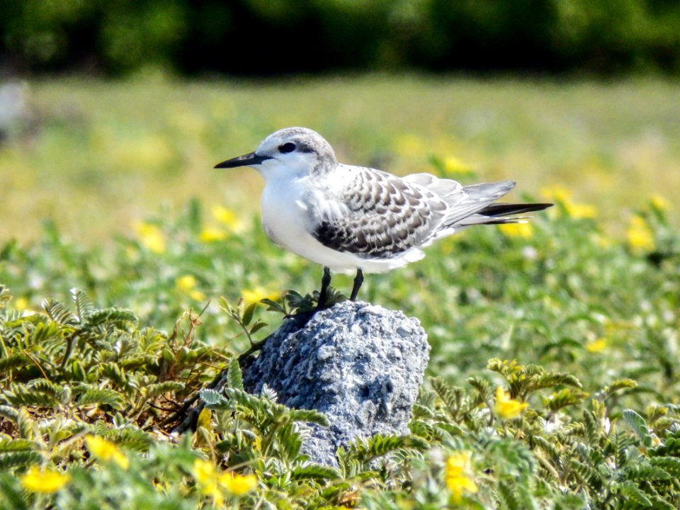 Gray-backed tern (Onychoprion lunatus) on Eastern Island