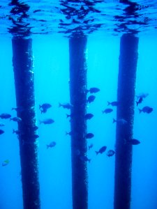 Fish swim under Midway's cargo pier photo