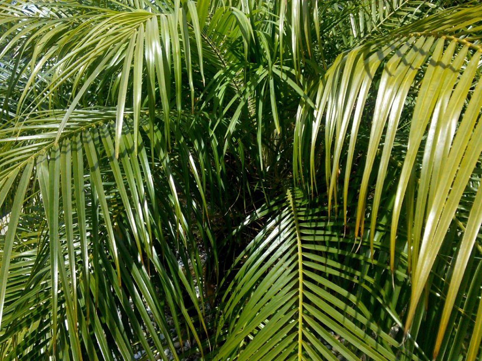 Palm tree close up