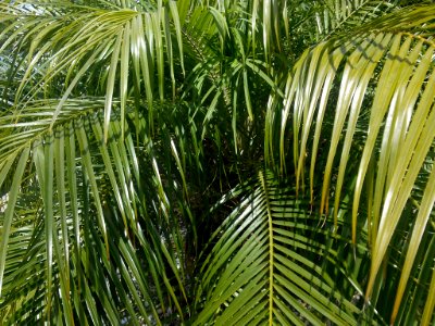 Palm tree close up