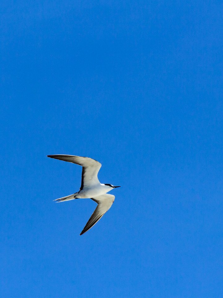 A sooty tern (Onychoprion fuscatus) in flight