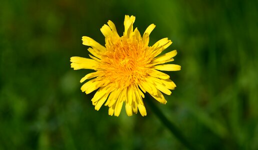 Yellow flower pointed flower close up photo