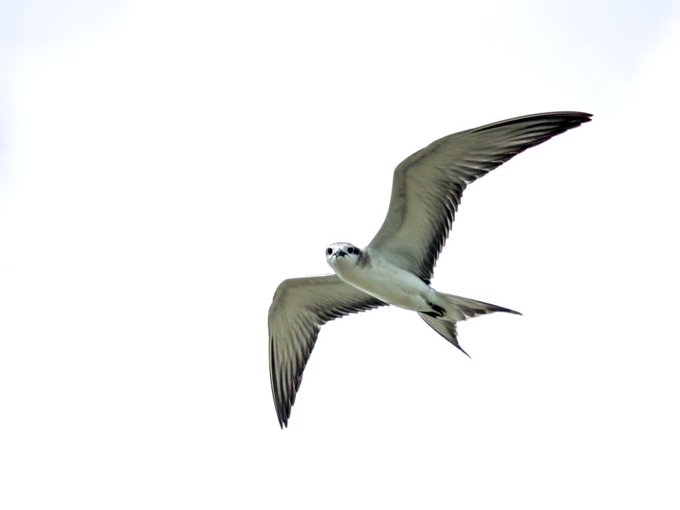 Juvenile gray-backed tern (Onychoprion lunatus) in flight