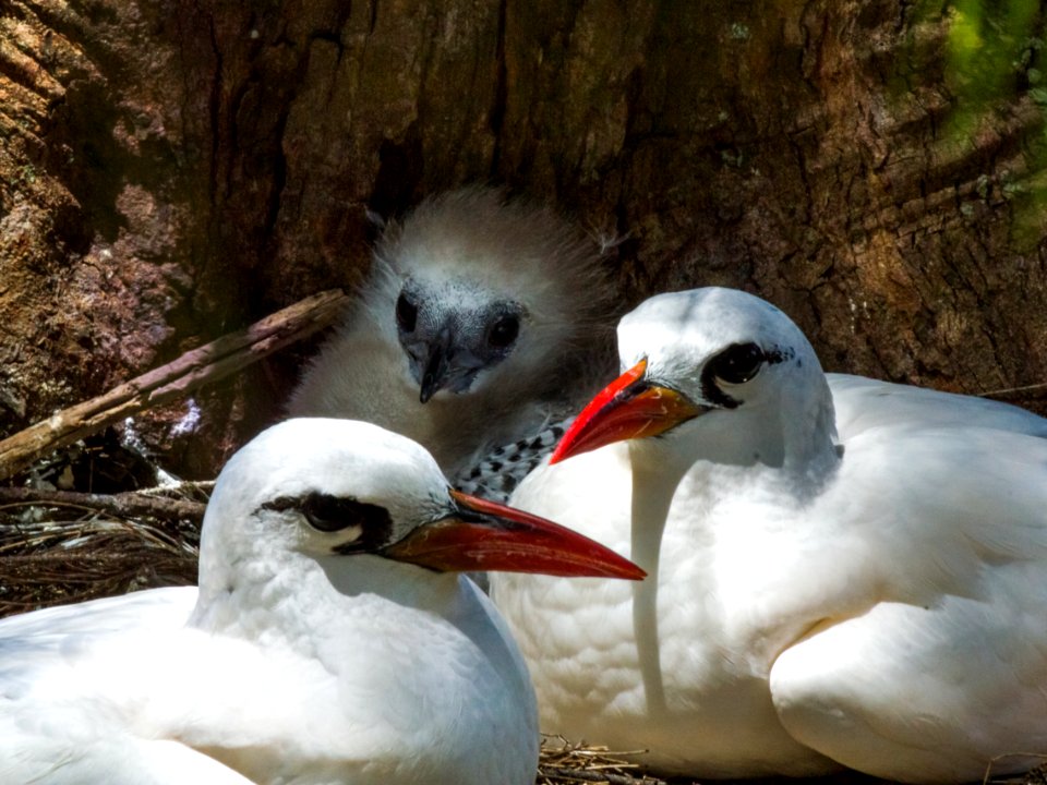 A red-tailed tropicbird (Phaethon rubricauda) chick with its parents
