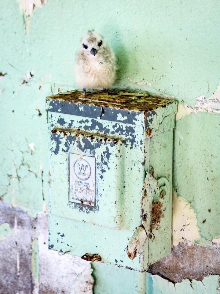 This white tern (Gygis alba) chick hatched inside an abandoned pumping station
