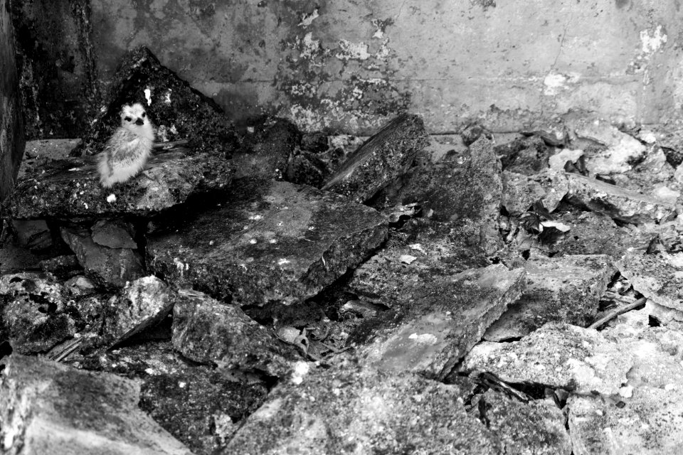 A white tern (Gygis alba) chick sits on a pile of concrete rubble