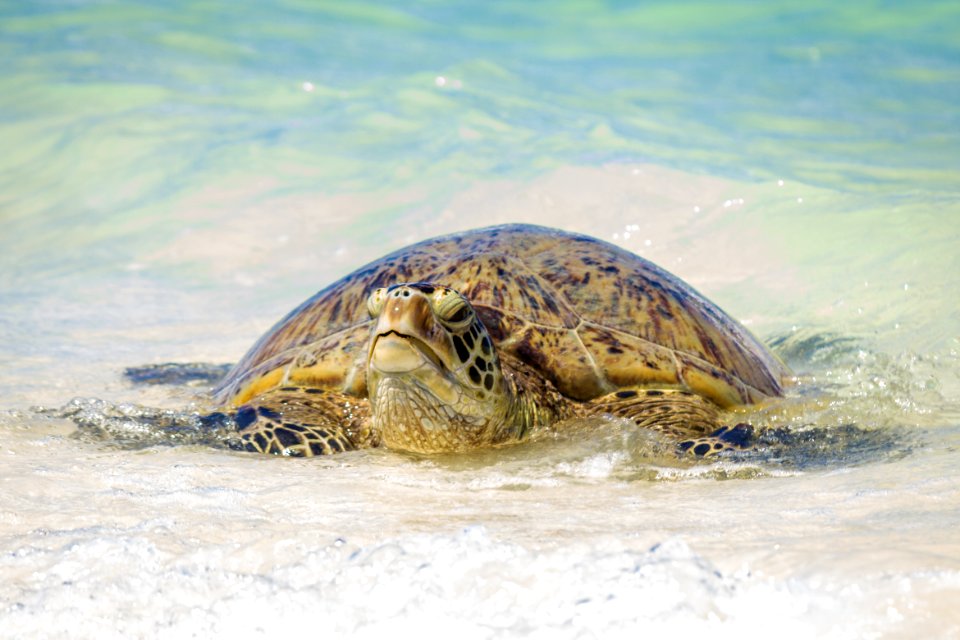 A green sea turtle (Chelonia mydas) exits the surf