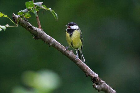 Nature wildlife great tit