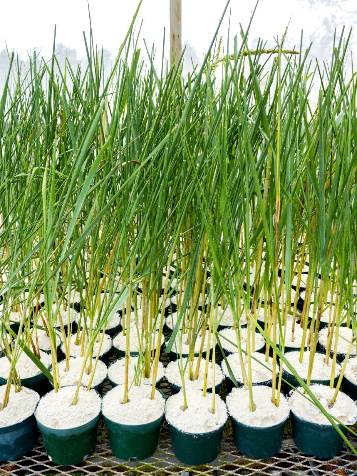 Bunchgrass (Eragrostic variabilis) cuttings in Midway's shadehouse await outplanting