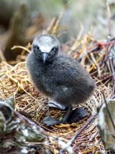 A brown noddy (Anous stolidus) chick
