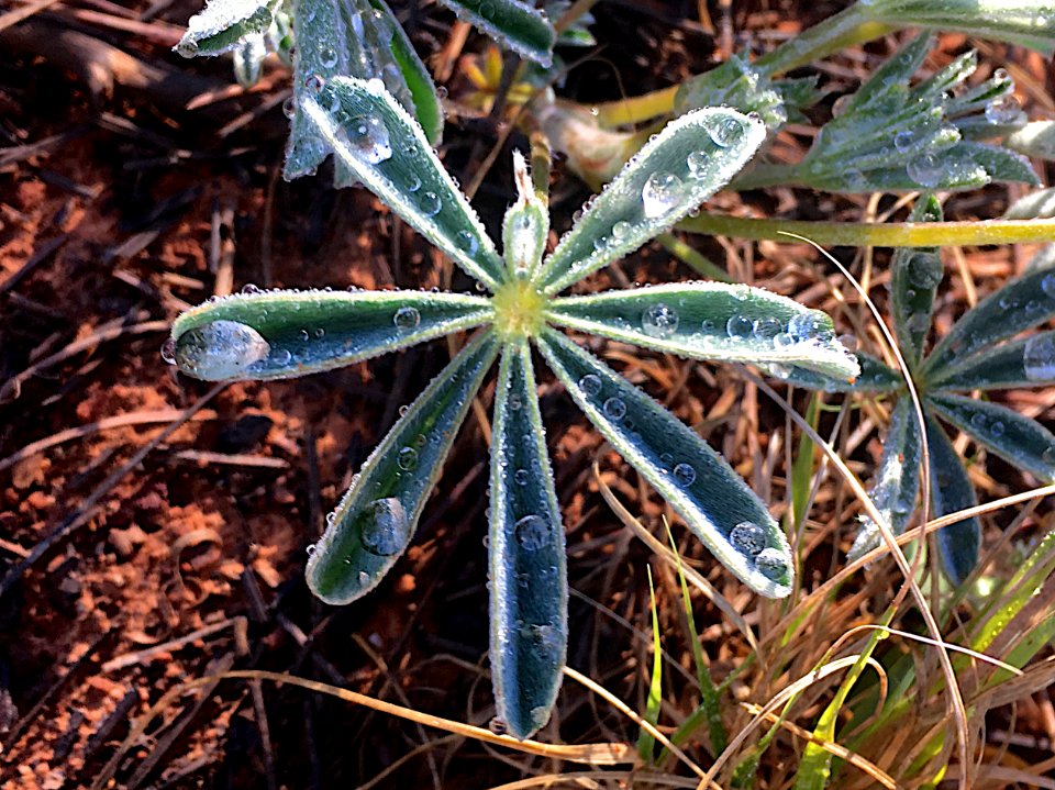 Lupine Drop Collectors