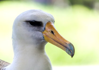 A Laysan albatross (Phoebastria immutabilis) that came and sat right in the driveway of the USFWS office photo