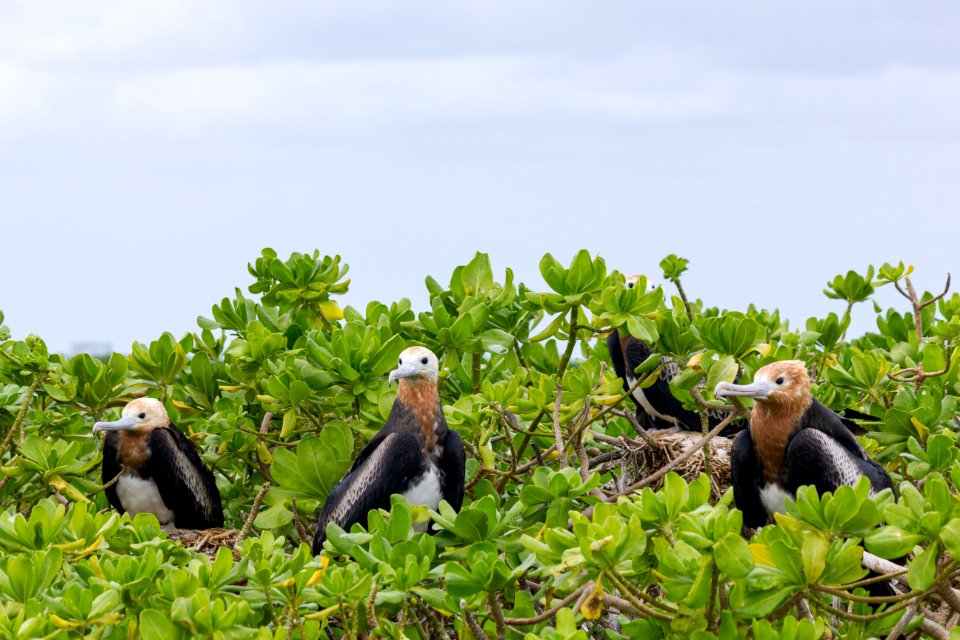 Several juvenile great frigatebirds (Fregata minor) perched in a beach naupaka (Scaevola taccada) bush